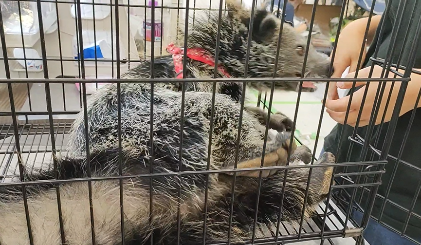 animalsPEACEnet's tweet photo. ビントロングは展示即売会でも毎回見かけます。
密輸が間違いなくありますが、多数飼育し国内繁殖している家があることも聞きます。
現在動物愛護法改正の検討時期にあり、飼育動物のホワイトリスト化とアニマルカフェ等の新規登録停止を求めています。研究者の方々にぜひ声を挙げていただきたいです。 https://t.co/rwoqsdIjst