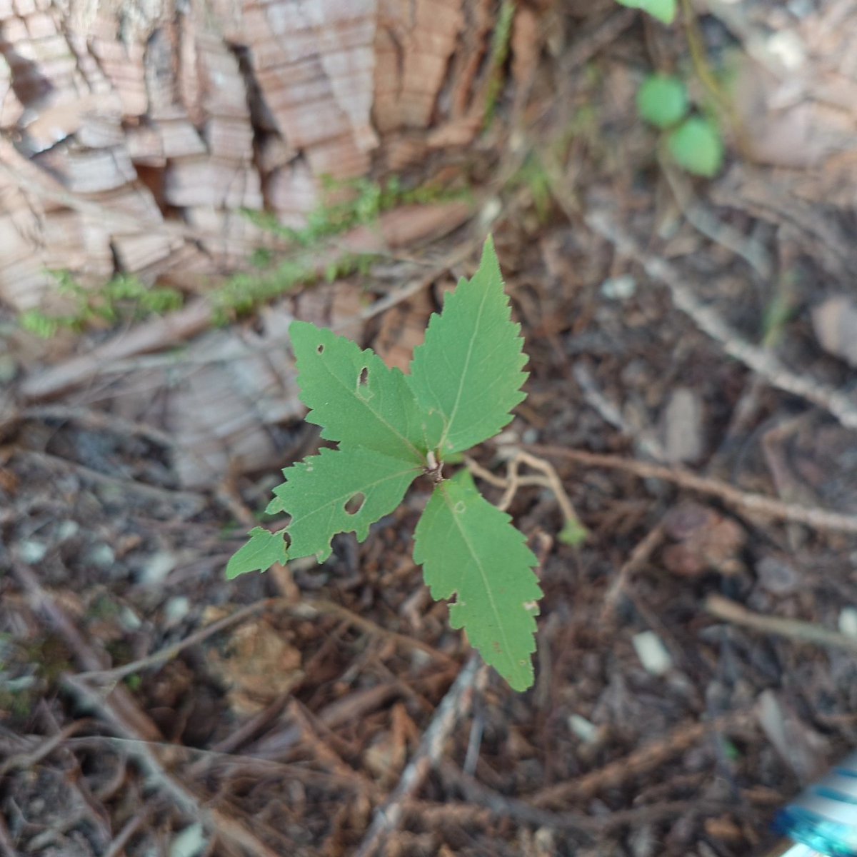 piroenergy's tweet image. 日頃出かける森で出会わない植物に出会えました😊🌿ノリウツギ、イワガラミ、マメザクラ、コミネカエデ@富士宮市&amp;amp;富士市
#foresttrees #nature #自然が好き #樹木