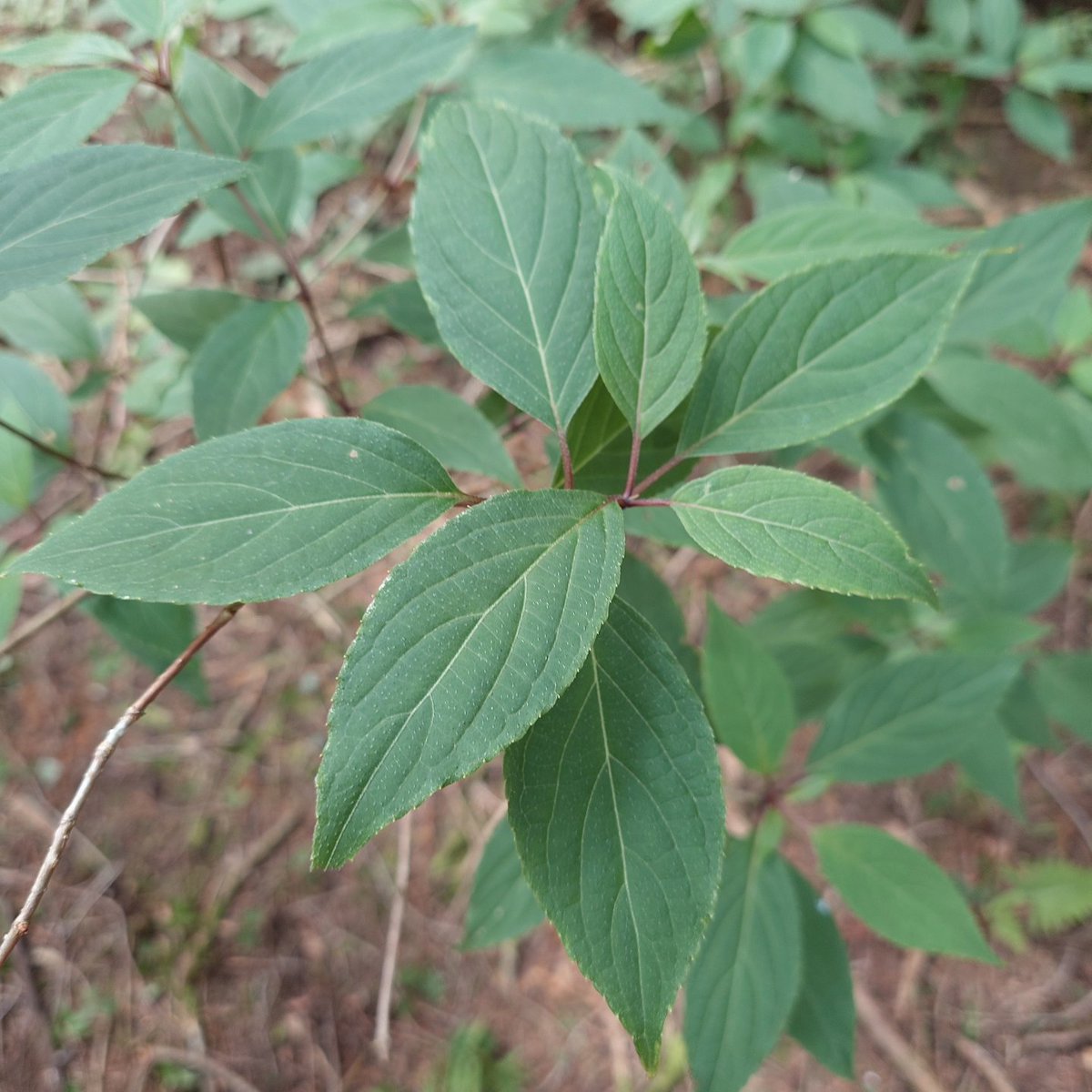 piroenergy's tweet image. 日頃出かける森で出会わない植物に出会えました😊🌿ノリウツギ、イワガラミ、マメザクラ、コミネカエデ@富士宮市&amp;amp;富士市
#foresttrees #nature #自然が好き #樹木