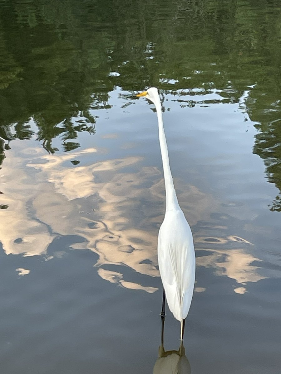 Heidi Rambles tweet media