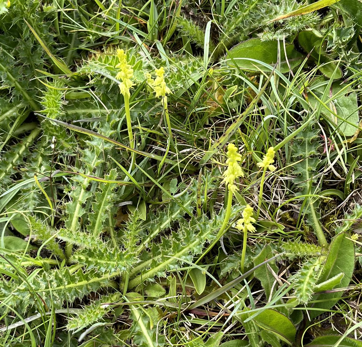 kathgrove0's tweet photo. Musk orchids in Crickley Hill Country Park, not many, but lovely to see them. https://t.co/fkqK9q2aHG