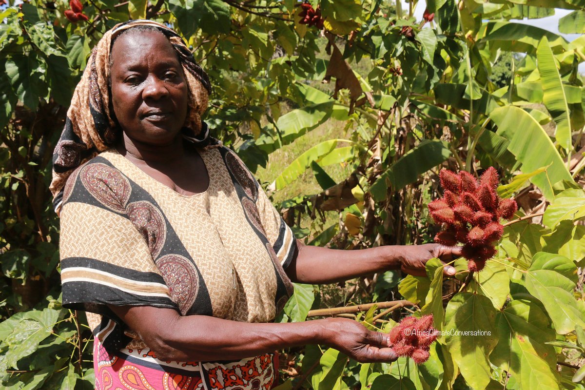 Did you know that Bixa seeds produce one of the dyes most frequently used worldwide, not only in food products but also in the textile, paint, and cosmetic industries? Also, did you know that 70% of all natural colouring agents consumed worldwide are derived from Bixa orellana.