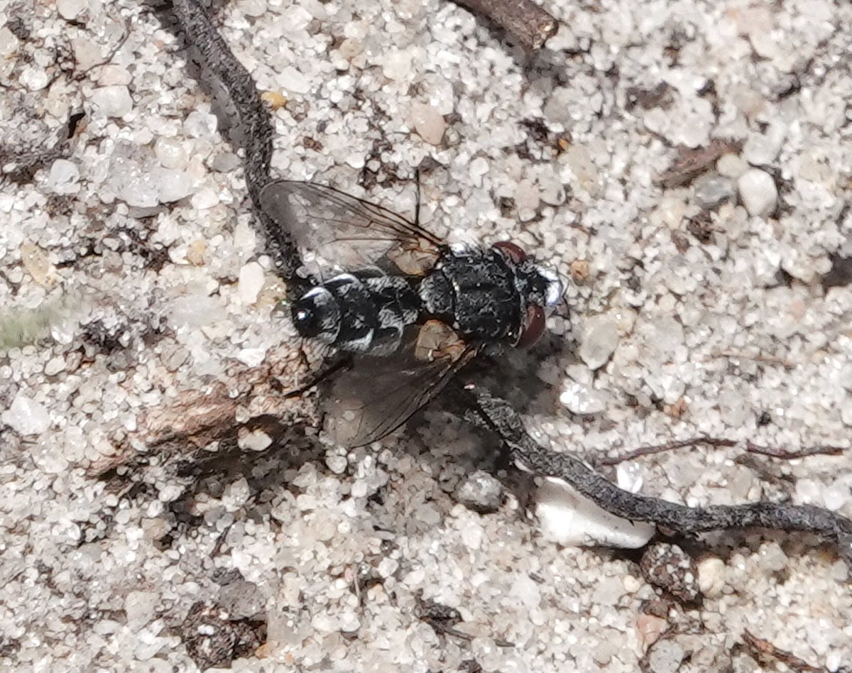 Metopia species ,satellite fly I think. Hartland Moor