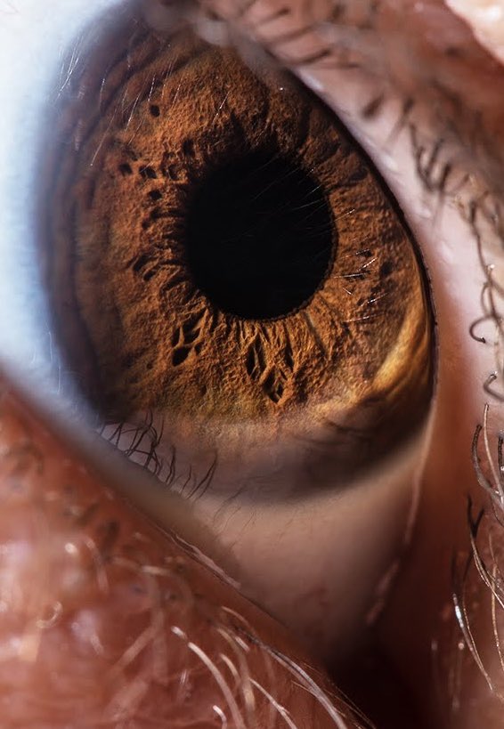 My wife’s eye. Macrophotography.