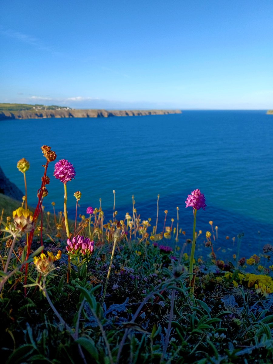 The pinks of Pyramidal Orchids and Sea Centaury compete for attention. #wildflowerhour <a href="/nt/">nt</a>