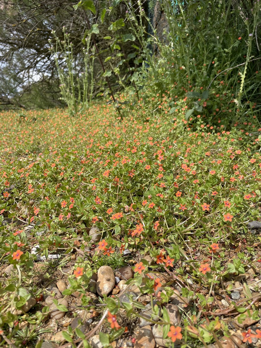 Kate (@beachbonkershq) on Twitter photo The most glorious spread of scarlet pimpernel for this week's #wildflowerhour. Most I’ve ever seen at once at the back of a beach in Suffolk
<a href="/wildflower_hour/">wildflowerhour</a> <a href="/BSBIbotany/">BSBI: Botanical Society of Britain & Ireland</a> The most glorious spread of scarlet pimpernel for this week's #wildflowerhour. Most I’ve ever seen at once at the back of a beach in Suffolk
<a href="/wildflower_hour/">wildflowerhour</a> <a href="/BSBIbotany/">BSBI: Botanical Society of Britain & Ireland</a>