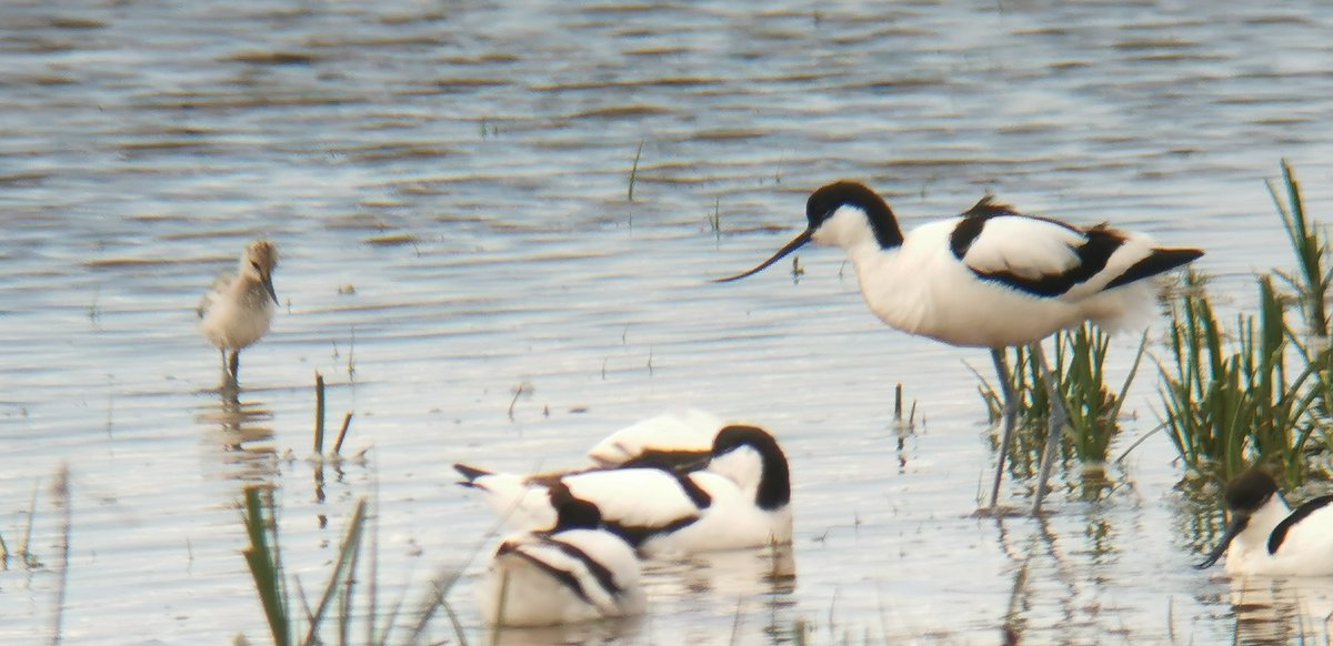 Lovely day at <a href="/RSPBFrampton/">RSPB Frampton Marsh 🌍</a>, Red-crested Pochard ✅ Avocet, BHG, C Tern and Lapwing chicks galore plus a few sneaky Bee Orchids 🌱 All logged on <a href="/birda_org/">Birda</a> 🦆