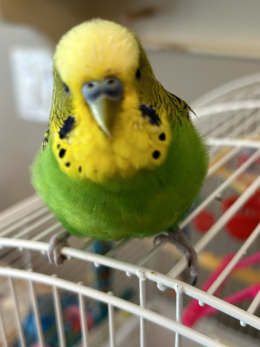 Happy bird day to me!  I am 6 today!!