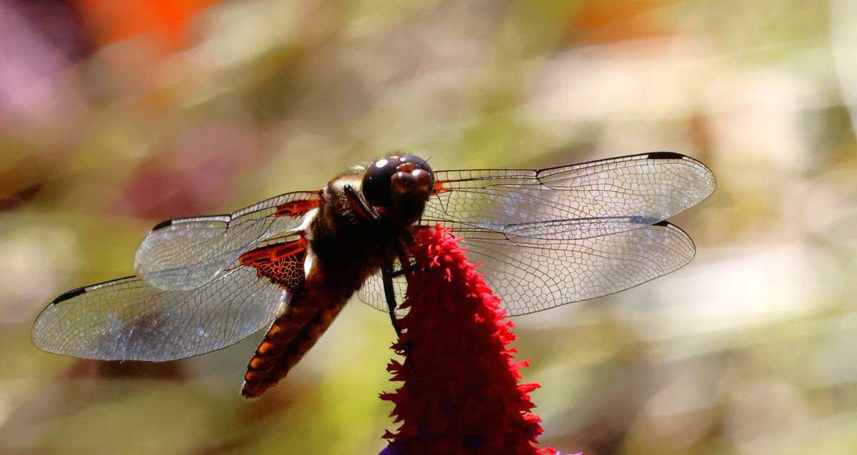 <a href="/Natures_Voice/">RSPB</a> Spent a lovely afternoon photographing Dragonflies <a href="/RHSBridgewater/">RHS Bridgewater</a>