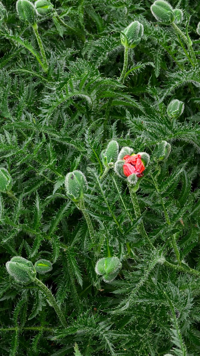 cmcalgary's tweet photo. Not sure what kind of plant this is but it looked neat. #dangerlettuce #donoteat 

At Riley Park 

#teampixel #yyc https://t.co/8Tylupx4Et