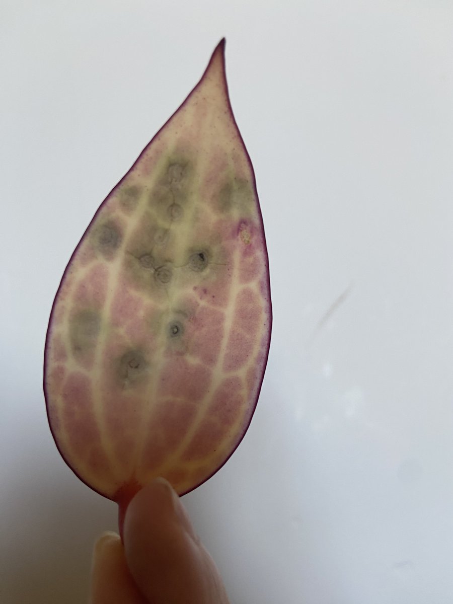 Y‘all I‘m so sad … I just learned that the concentric circles are caused by the Capsicum Chlorosis virus, spread by thrips. Same family as Tomato Spotted Wilt Virus, and it’s uncurable. 

Wish me luck that I have spotted it early enough else the whole hoya plant is a goner🥲