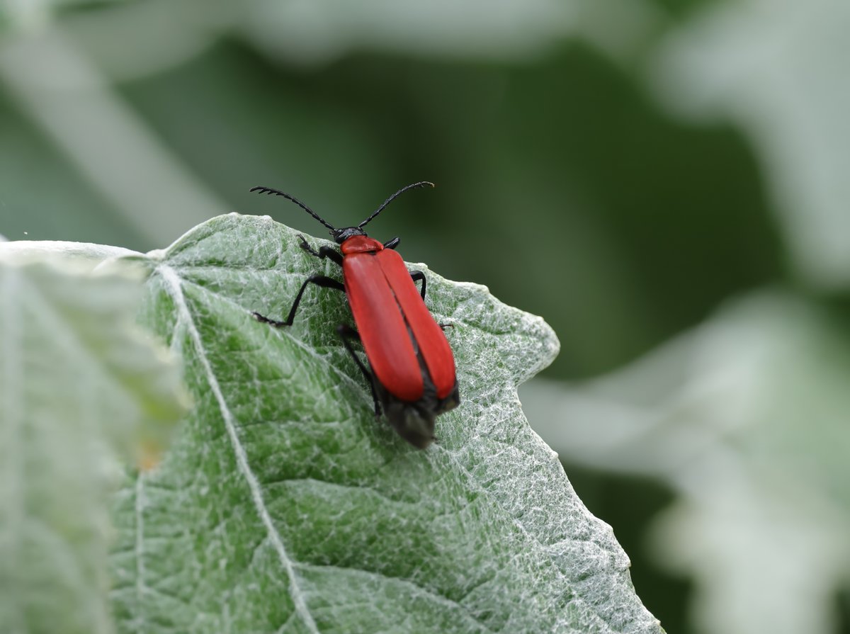JeremyBCSWhite's tweet photo. This morning's "Orchids and Herbs" walk @RSPBNewport Wetlands turned into a "We'll try to identify anything" walk. Here are a tiny Pyramidal orchid (smaller than normal); a Common spotted orchid; a Black-headed cardinal beetle; an Alder leaf beetle. We're not just about birds. https://t.co/ylNeW6aEc5