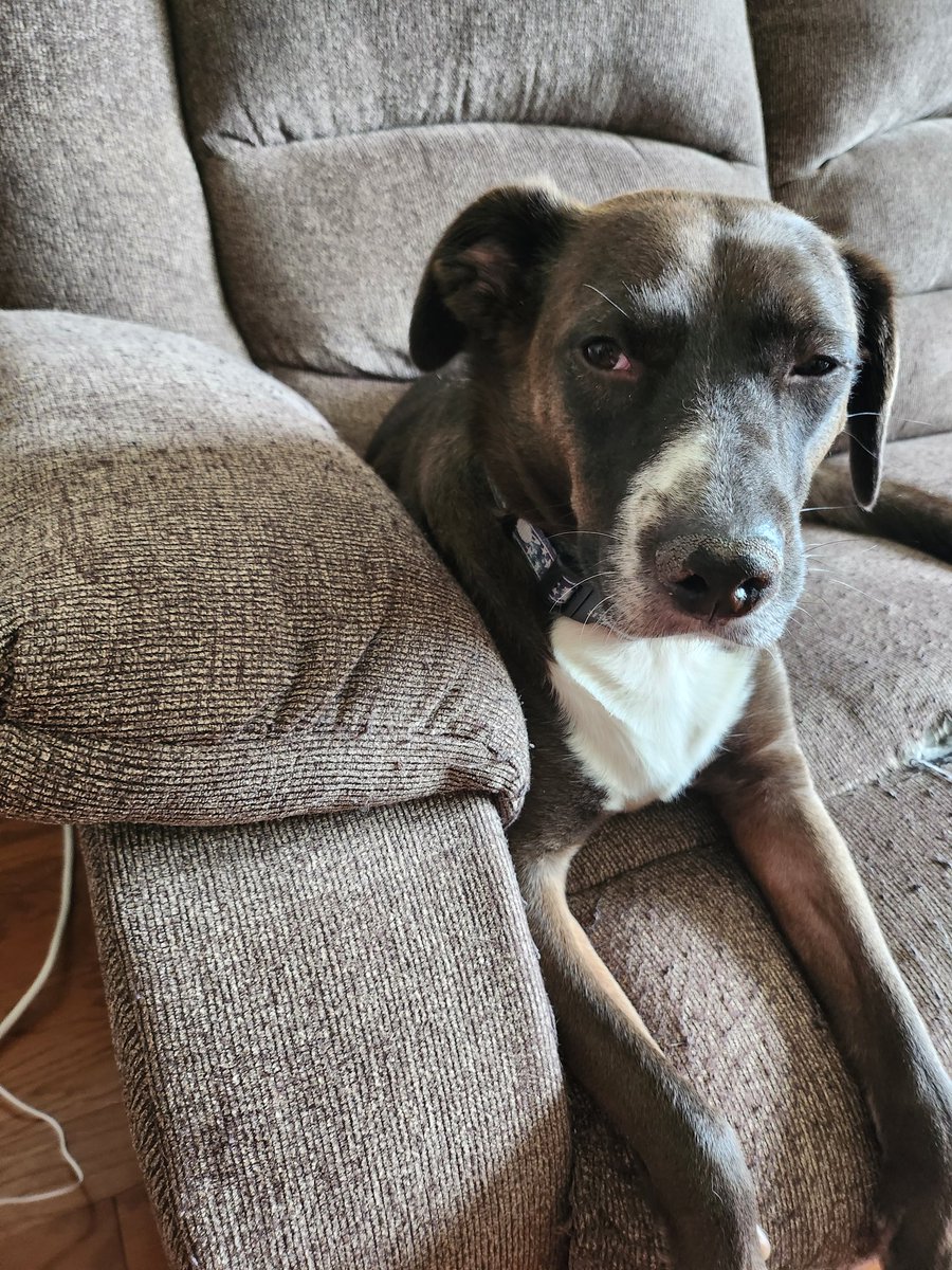 Joshua_Trimmer's tweet photo. Persephone is so tired of my shit. https://t.co/Rom85aOiFC
