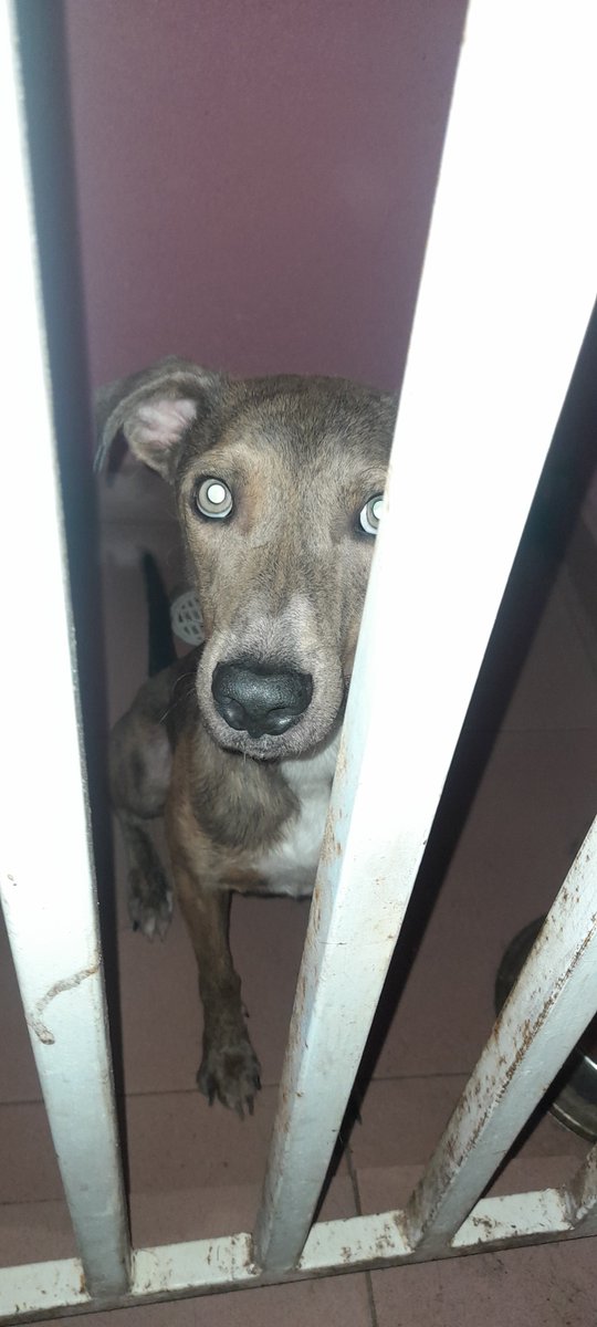 vetmariel's tweet photo. En adopción, castrado, vacunado y desparasitado, se garantiza atención médica veterinaria preventiva. Actualmente se mantiene en jaula en la veterinaria, ayudalnos a encontrarle un hogar https://t.co/PIOVQoylW2
