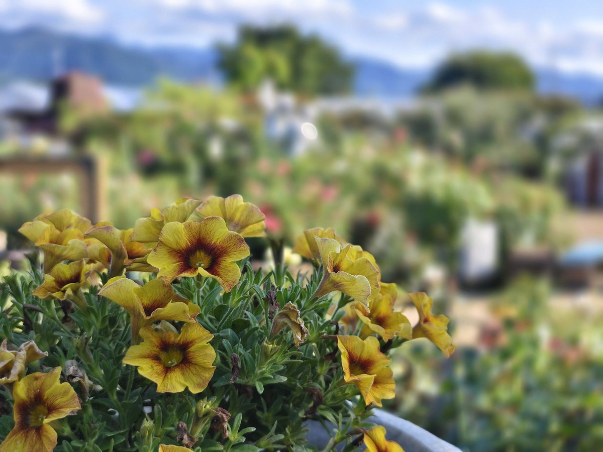 Q6Jj400k4fGZFeh's tweet photo. #x90pro+
#紫陽花
#ハーブ庭園旅日記
なんか薔薇終わってました。紫陽花が良い感じだった。そして暑かった。 https://t.co/idcYePQDCo