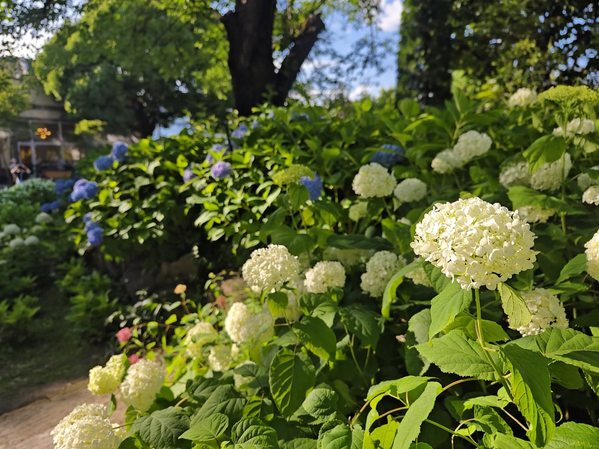 Q6Jj400k4fGZFeh's tweet photo. #x90pro+
#紫陽花
#ハーブ庭園旅日記
なんか薔薇終わってました。紫陽花が良い感じだった。そして暑かった。 https://t.co/idcYePQDCo