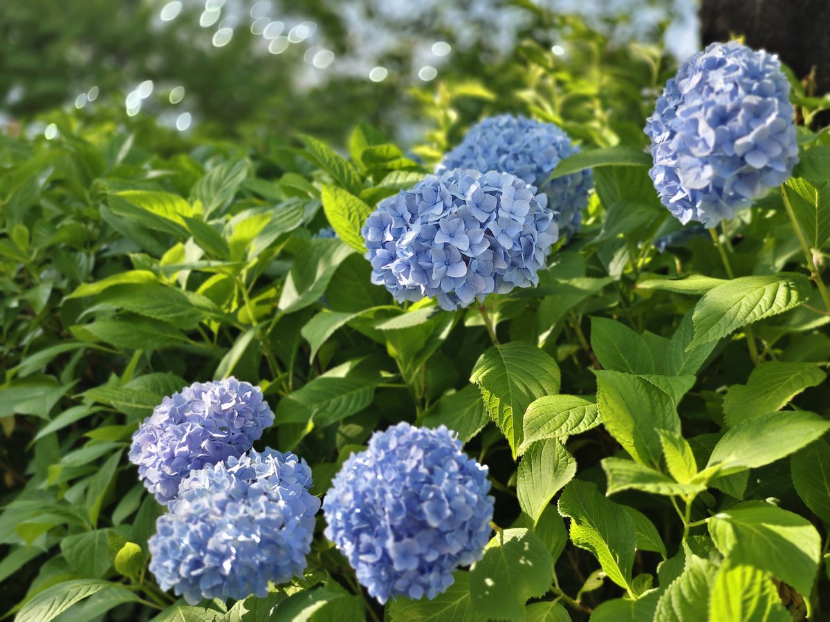 Q6Jj400k4fGZFeh's tweet photo. #x90pro+
#紫陽花
#ハーブ庭園旅日記
なんか薔薇終わってました。紫陽花が良い感じだった。そして暑かった。 https://t.co/idcYePQDCo
