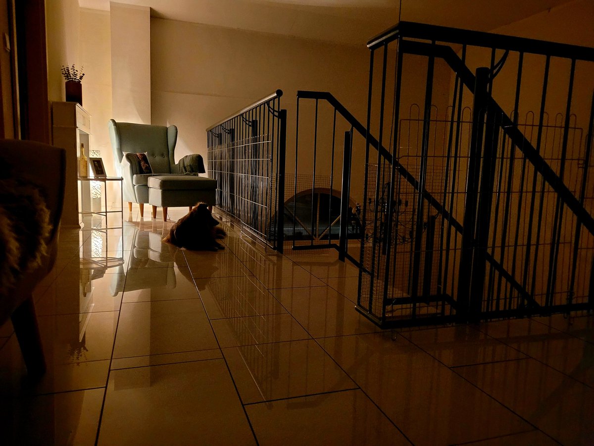 HerrSchroedi's tweet image. Was haben wir für ein Glück, dass wir jede Nacht sicher schlafen können, weil Peppi immer Dauernachtschicht macht!🥰
Sie hat oben alle Zimmer im Blick, die Treppe, unten das Haus und den Hof samt Straßenkreuzung vorm Haus!
Ihr entgeht nichts!!👮‍♀️
#SecurityDog