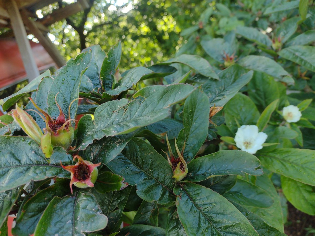 Welsh Mountain Cider (@welsh_cider) on Twitter photo Late second medlar flowering with fruitlets from the last flowering Late second medlar flowering with fruitlets from the last flowering