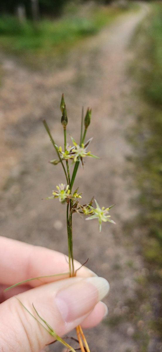 A bit late for #wildflowerhour as enjoying father's day but earlier this week I spotted Toad Rush, Juncus Bufonios. Such pretty little flowers but not sure if it is a flowering plant or not. Does it count? #wildflowerID
