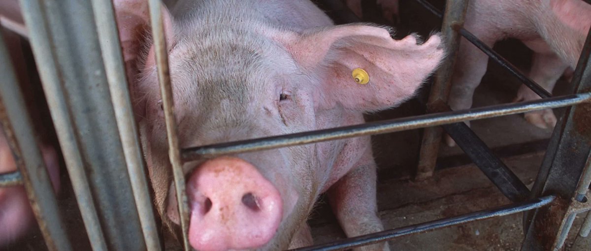 kymbower tweet media