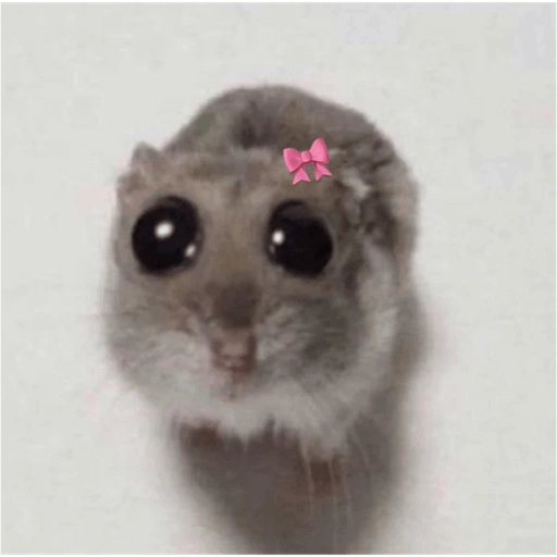 sweetwonyo's tweet image. preciso de uma duplinha de estudos