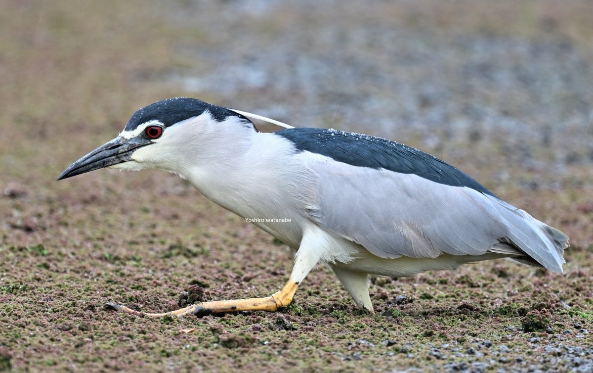 羽衣の変化に驚き③Surprised at the change in the feather rode.(上段)カナダカモメ(下段)ゴイサギ(Upper row)Thayer's Gull(Lower row)Black-crowned Night Heron.#birds #wildlife #nature #birdphotography #wildlifephotography #Naturephotography #野鳥 #野鳥写真 #野鳥撮影 #カモメ #サギ
