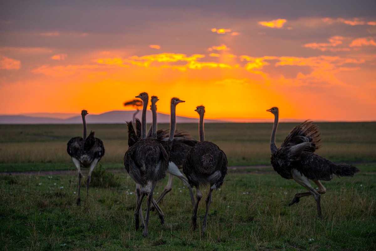 Ssenyonyiderick's tweet image. #HustleMonday

We agreed that mondays are Marketing our businesses and pushing our brands📈

Drop your hustle in the comment section, Open the comments if you need a plug of anything.

This is me, full-time travel content creator📸

Let's go win🌄

#TimeLessFrames