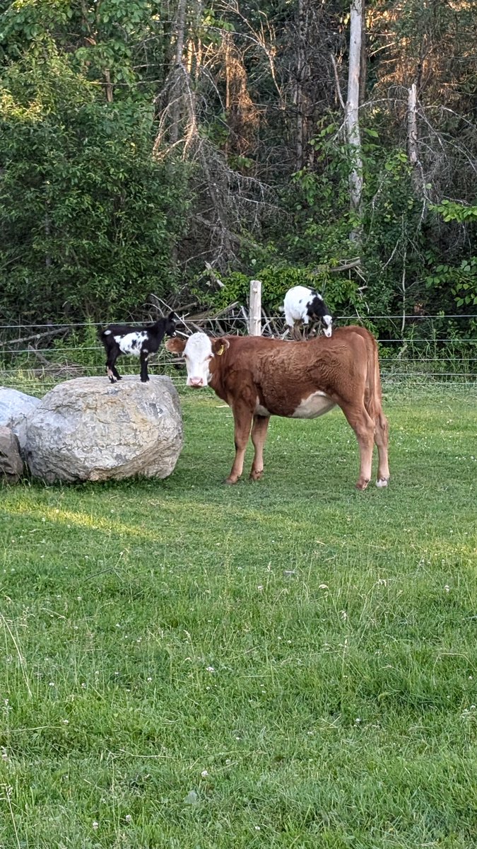 Andrew vG 🇳🇱🚜\\\ tweet media