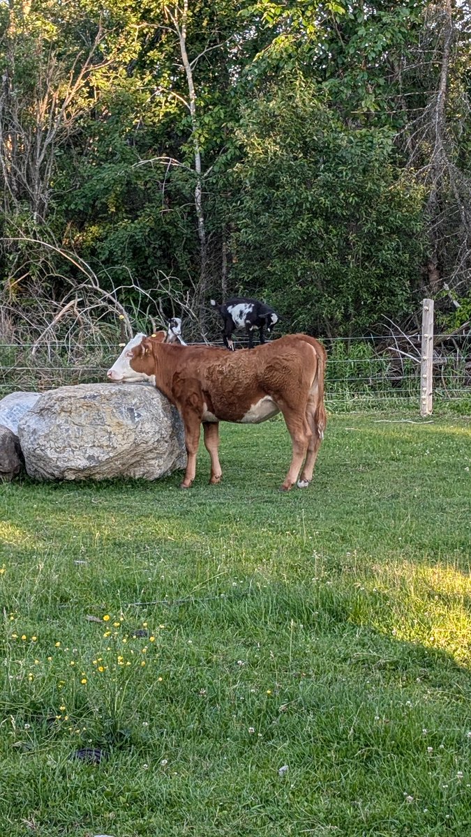 Andrew vG 🇳🇱🚜\\\ tweet media