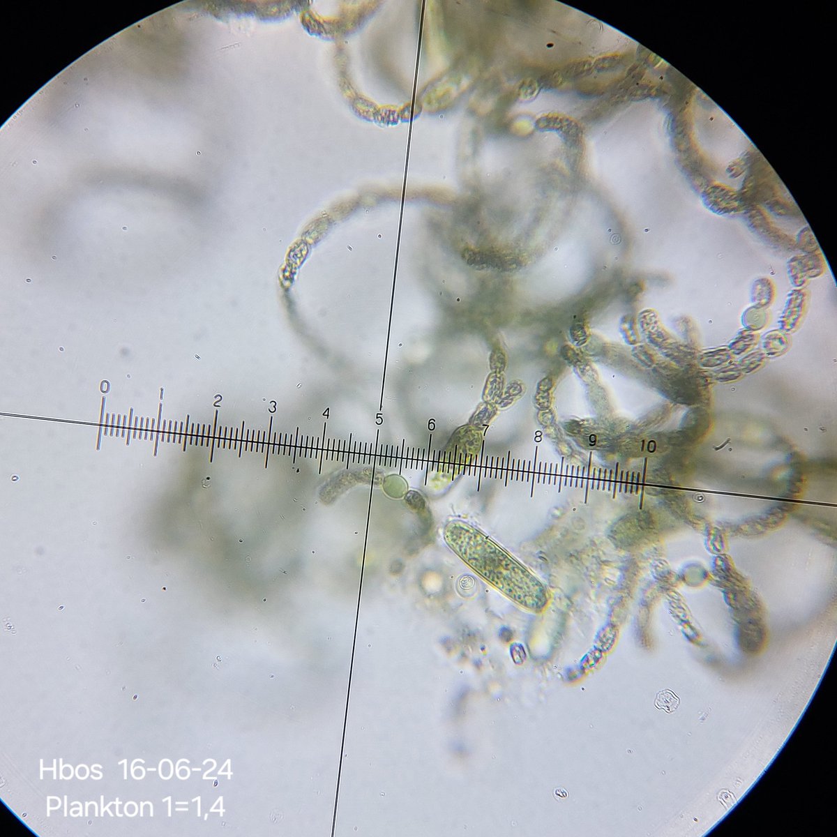 pbhbos's tweet photo. #Dolichospermum is dominant in lake #Haarlemmermeersebos right now. Surface temp 17°C and 12°C at 19 mtr depth. #Secchi depth 3,2 Mtr.
#plankton #freshwater #microscopy #cyanobacteria https://t.co/wLJdGNlUXM