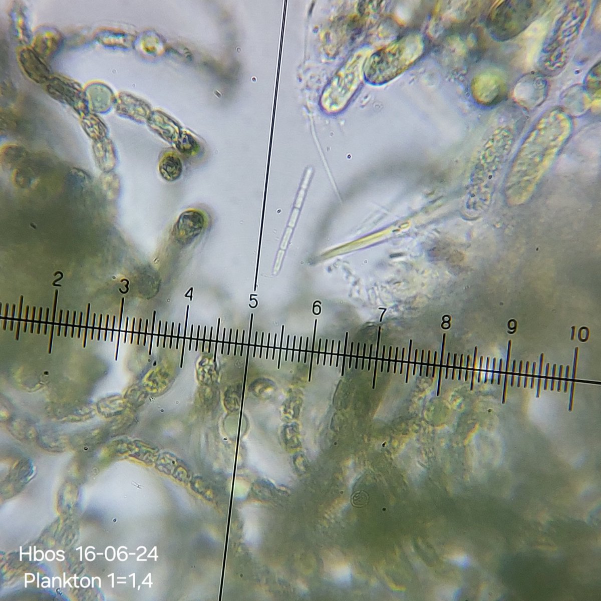pbhbos's tweet photo. #Dolichospermum is dominant in lake #Haarlemmermeersebos right now. Surface temp 17°C and 12°C at 19 mtr depth. #Secchi depth 3,2 Mtr.
#plankton #freshwater #microscopy #cyanobacteria https://t.co/wLJdGNlUXM