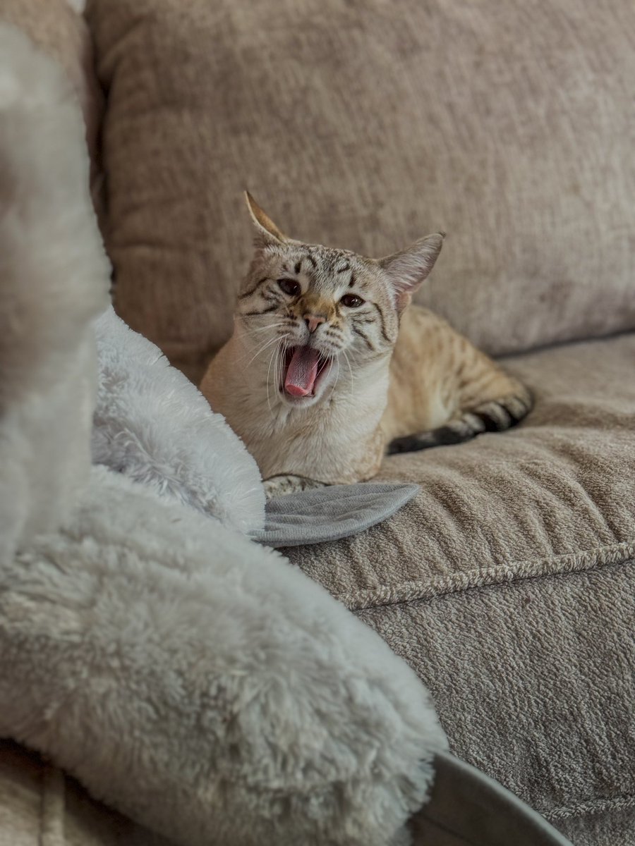 Well I got another cat….Welcome to the family Leonardo Neptune Woods Starks(my nephew helped choose the names) but we call him Leo for short!