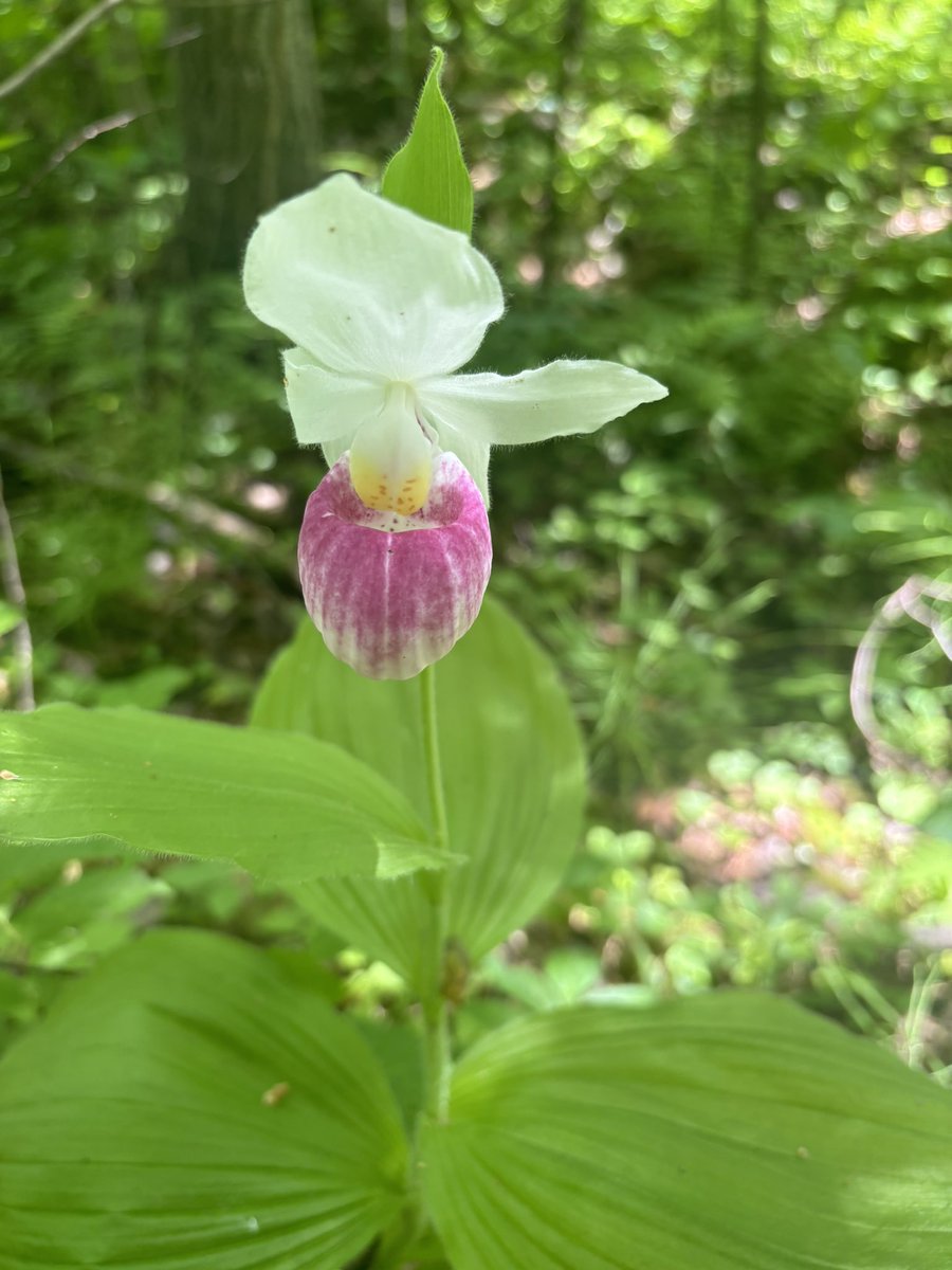 Enjoying the showy lady slippers flowering in Waterloo today 💕