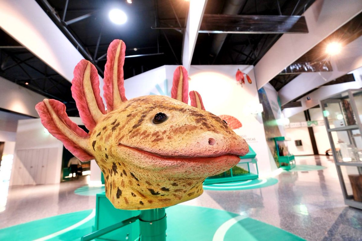 ManuelRomoP's tweet image. El gobernador @EnriqueAlfaroR ya inauguró el museo #Japi y, a partir del 18 de junio, abrirá sus puertas a las familias jaliscienses para que experimenten la grandeza de nuestra tierra, mediante la innovación y la tecnología. 

¡Visítenlo y disfrútenlo con sus seres queridos!