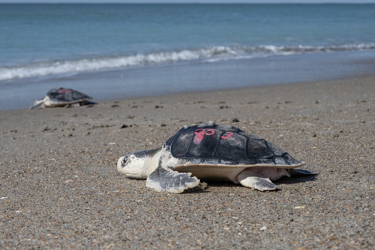 NCAquariumatPKS's tweet photo. It’s #WorldSeaTurtleDay! Many @zoo_aquariums members are protecting sea turtles through fieldwork, rehabilitation, education, and outreach programs. You can help too by picking up litter on beaches, protecting nests, and reducing light pollution! #SaveOurSeaTurtles #SeaTurtleSAFE https://t.co/fzI0o9Evue