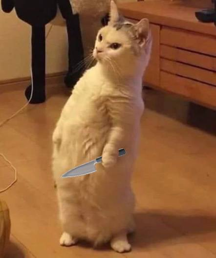 NochiCatSol's tweet photo. The cat stands on 10 toes. You can try but you'll never stop this community. https://t.co/Ip2AvOiDGW