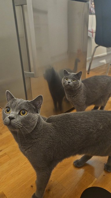 I am home with my babies 🥰 https://t.co/2IKHrpSMkT