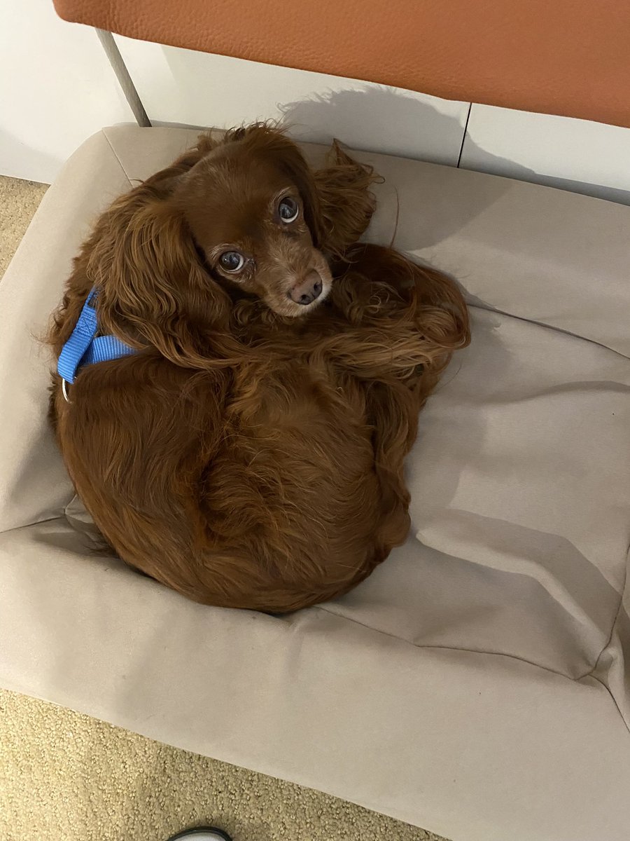 My little fella is puny. He’s such a joyful creature that today’s lethargy is stunning. Poor baby.