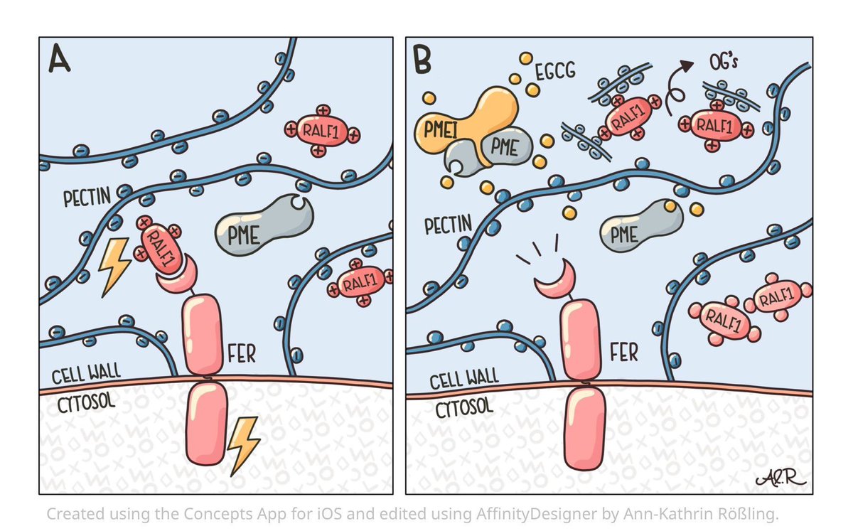 Plant Cell Wall: Interplay between structure and signalling.
elifesciences.org/articles/99053…