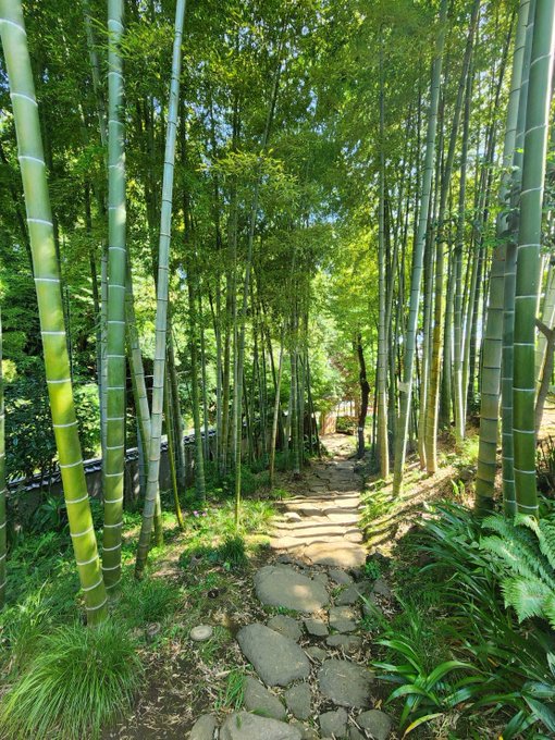 昨日のお休みは突然緑を感じたくなって 珍しくおでかけ(基本引きこもり) サンドイッチはどっかで買ったなんか有名なやつ🙄？ https://t.co/CBkH8kmMgM