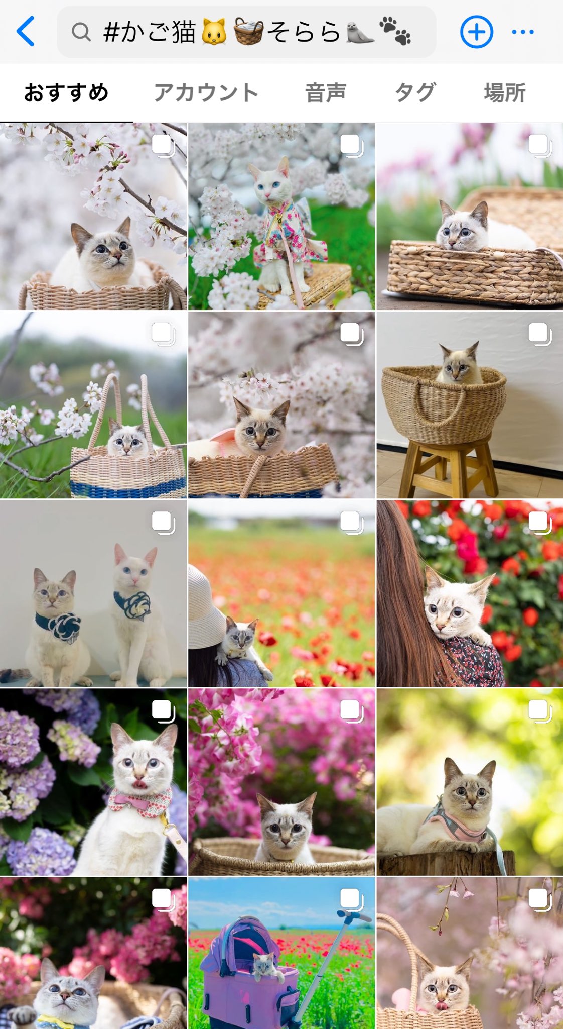 ねこやしきもふもふ on X: 
