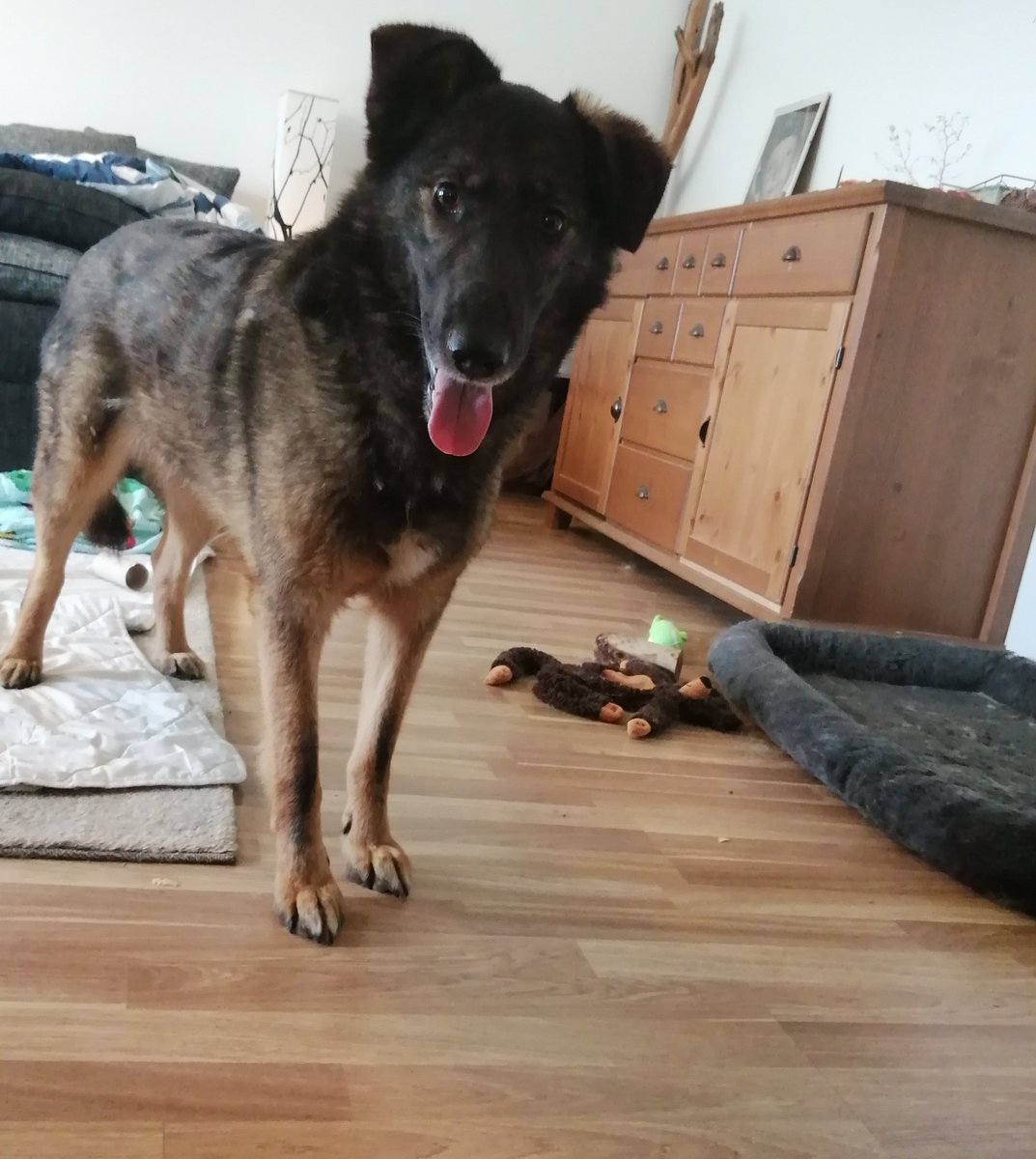 ❗❗❗ Huomio!  Tämmöinen kadonnut eilen Kotaviita-Seutula alueella. Kiltti on kuin rantapallo ja tottelee nimeä Lahtinen. Saattaa antaa ottaa kiinni jos ei ole liian arka. Mahdolliset havainnot voi soittaa numeroon 040-6390955
Ja twitteriväki vois nyt RT tätä jokseenkin paljon.