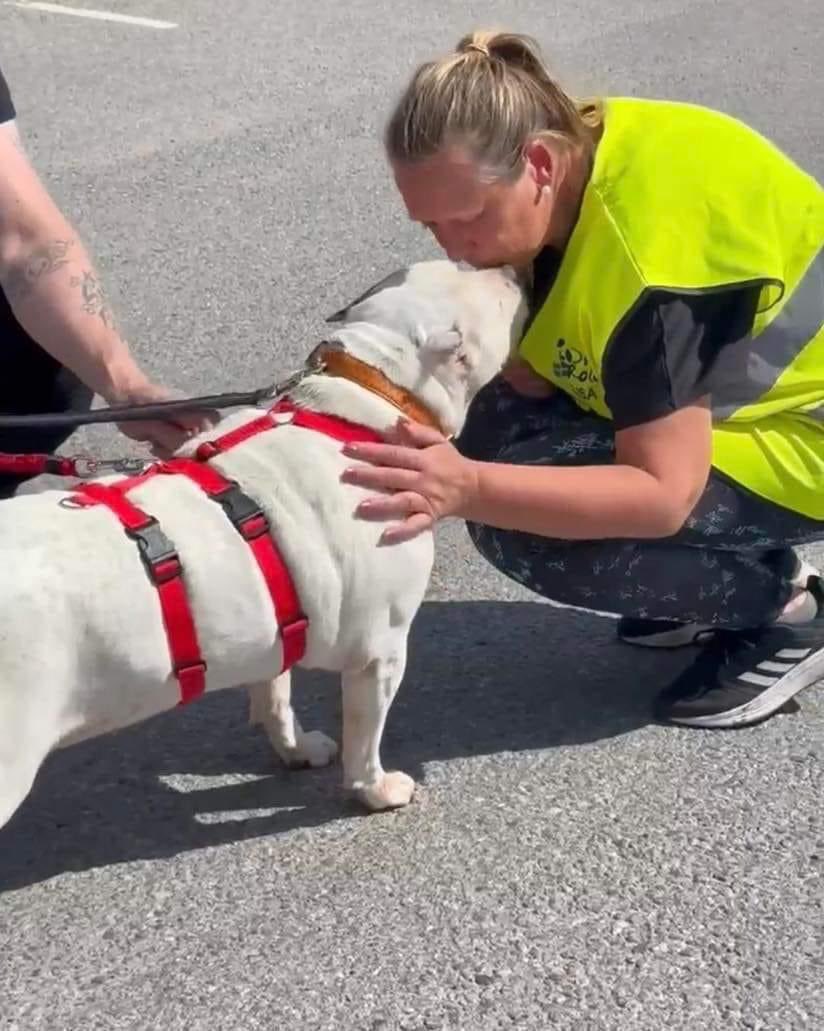 ROLDAOrg's tweet photo. We are sorry for not giving you every day such news, but lets enjoy together this moment: today, 20 #roldadogs went to happy homes in Sweden π. Happy moment for all of us. Big thanks to Lisa, our Swedish president and of course, to entire Rolda Sverige team which made an excellent job β€ππ