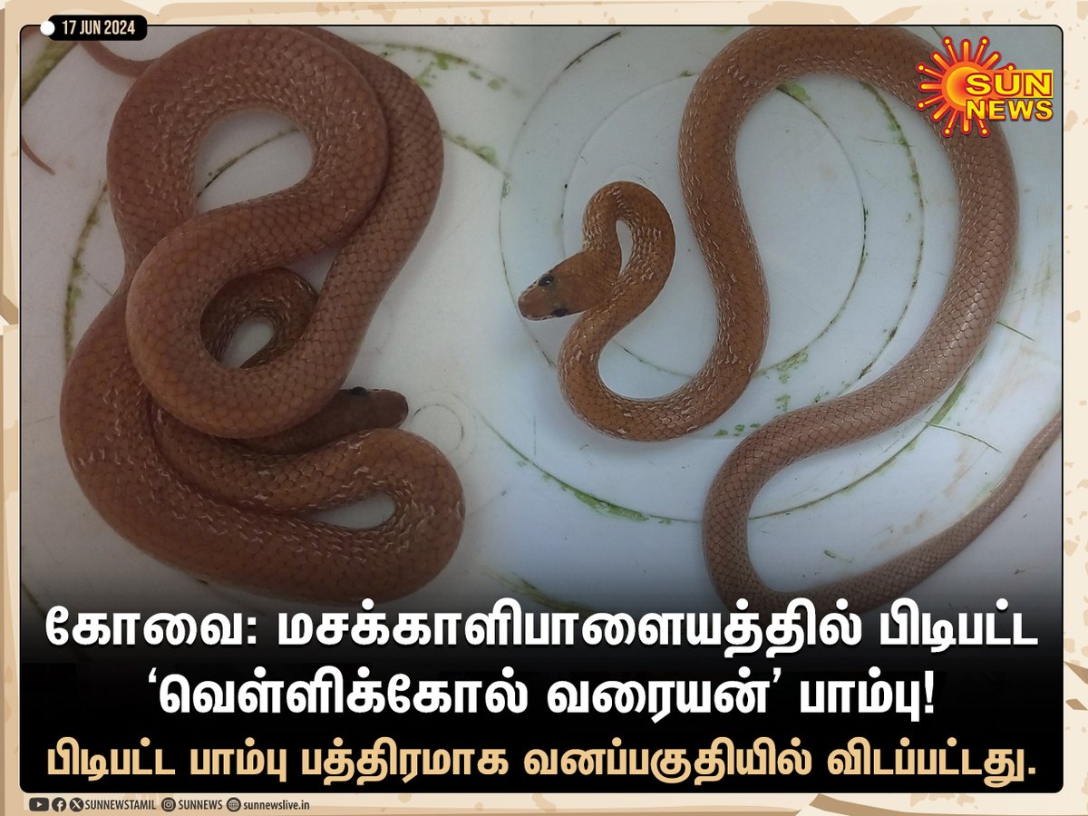 sunnewstamil's tweet photo. #NewsUpdate | கோவை: மசக்காளிபாளையத்தில் பிடிபட்ட ‘வெள்ளிக்கோல் வரையன்’ பாம்பு!
#SunNews | #LycodonAulicus | #Kovai https://t.co/jnCNWOPT2V
