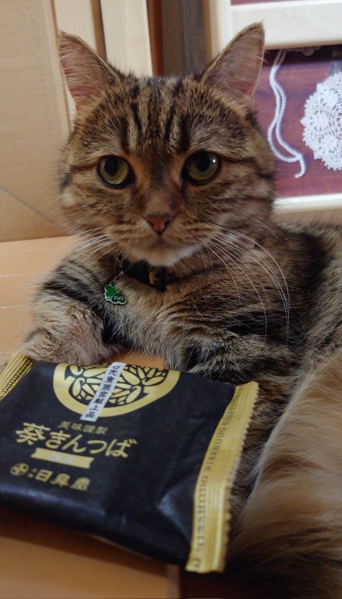 続、哲ちゃんの沖釣り、管釣り及び猫日記 tweet media