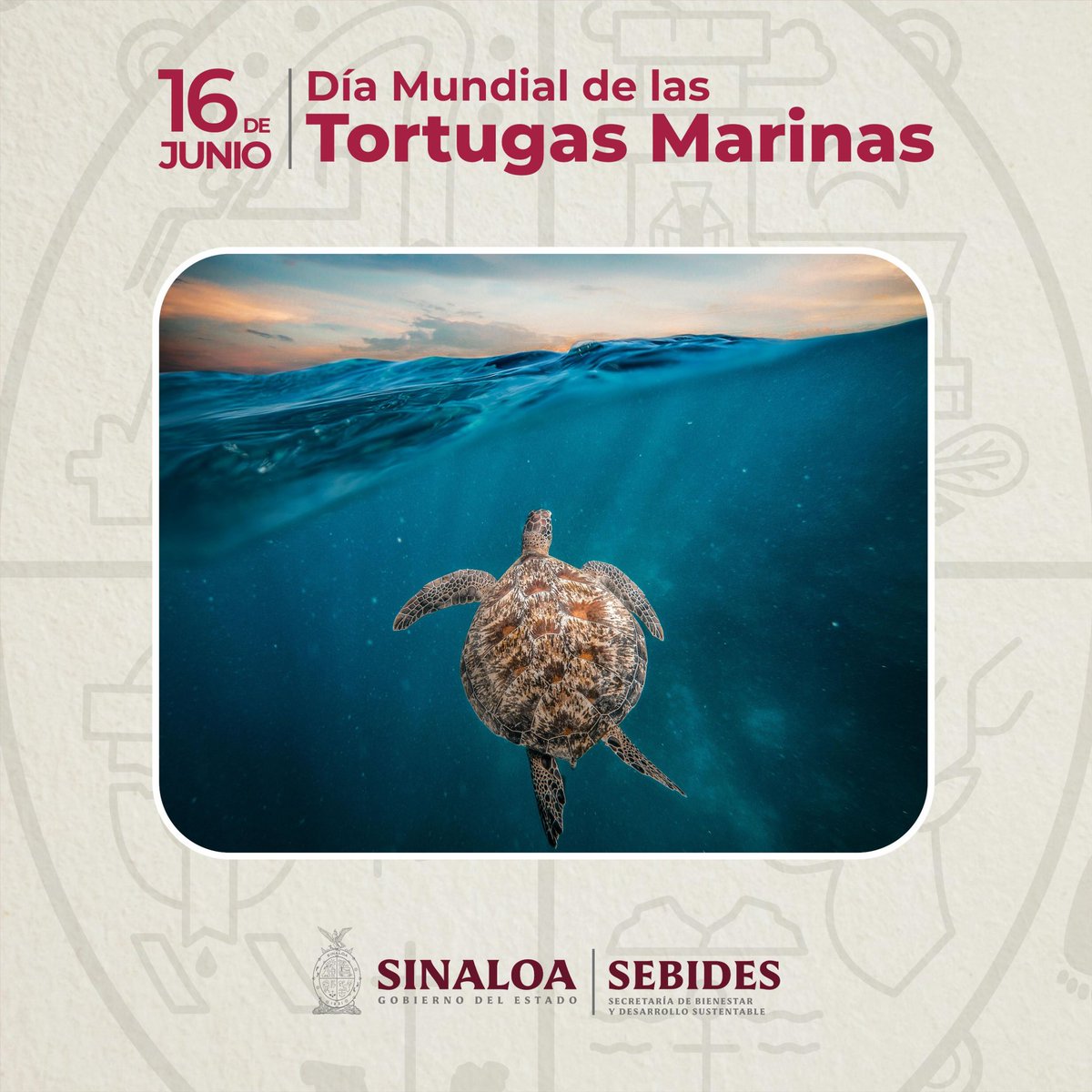 Estas especies son un vínculo fundamental en los ecosistemas marinos. Ayudan a mantener la salud de los lechos de pastos marinos y arrecifes.

 "𝐿𝑎𝑠 𝑡𝑜𝑟𝑡𝑢𝑔𝑎𝑠 𝑚𝑎𝑟𝑖𝑛𝑎𝑠 ℎ𝑎𝑛 𝑒𝑠𝑡𝑎𝑑𝑜 𝑒𝑛 𝑒𝑙 𝑝𝑙𝑎𝑛𝑒𝑡𝑎 𝑑𝑢𝑟𝑎𝑛𝑡𝑒 110 𝑚𝑖𝑙𝑙𝑜𝑛𝑒𝑠 𝑑𝑒 𝑎𝑛̃𝑜𝑠"
