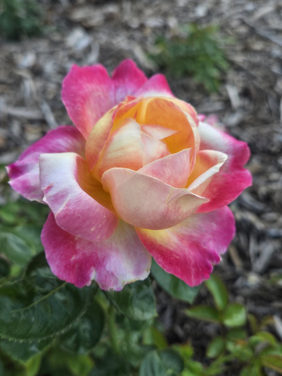 Today was registration and then some downtime at the Iowa Science Center...so much fun! 

Ended the day with a team walk in the rose garden. Tomorrow, competition begins!