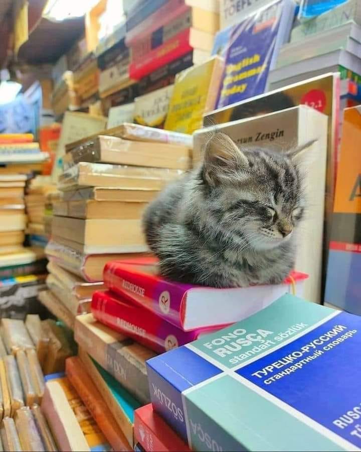 the librarian fell asleep