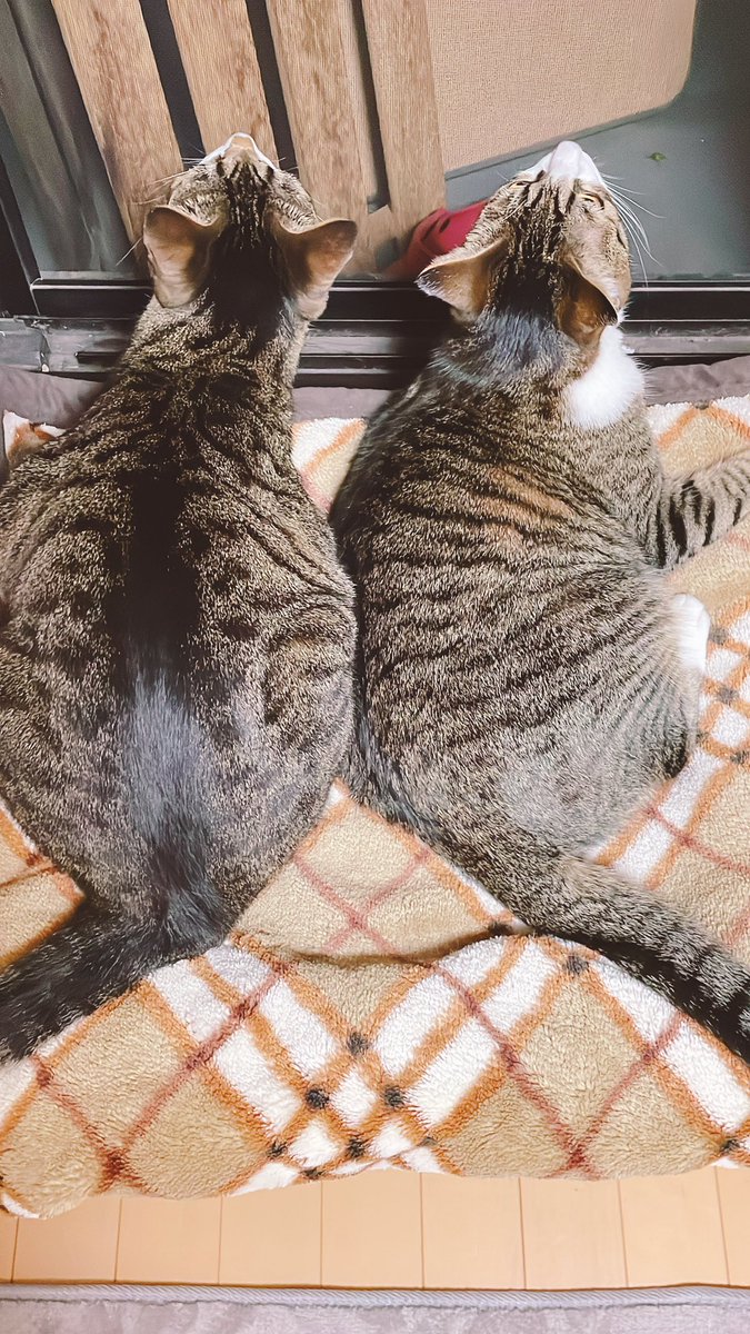tota_0117's tweet photo. 1年前の今頃の写真と最近の写真

こむぎちゃんこんなに大きくなった｡笑

#猫の成長 #猫の居る幸せ #ねこ好き #猫が可愛い #猫写真 #キジシロ #癒し https://t.co/iSkJhA5il5